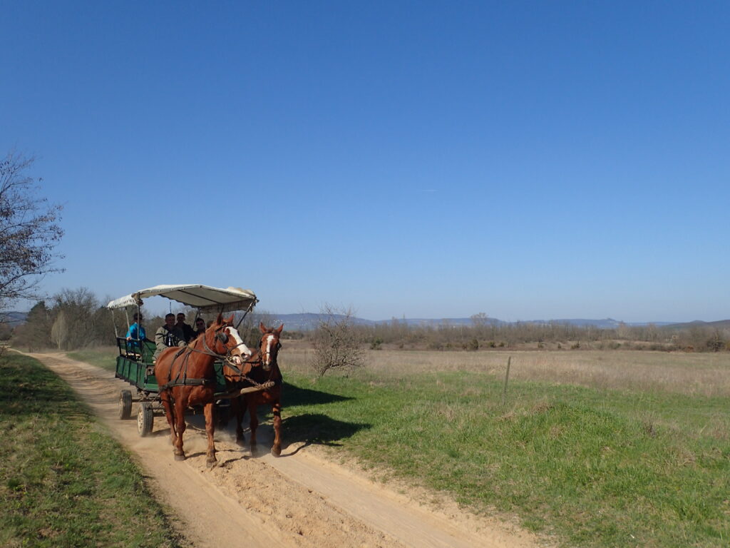 シャルフェルド村の馬車